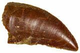 Serrated Raptor Tooth - Real Dinosaur Tooth #376806-1